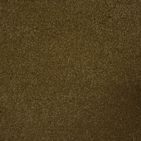 Terrier