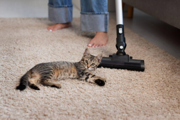 pet friendly carpet for families | Moore Flooring + Design pet-friendly-carpet-for-families